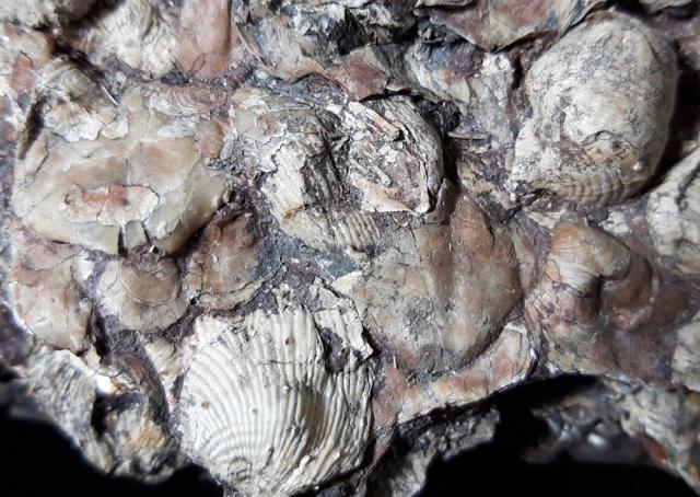 Composita ambigua (SOWERBY 1822) & Eomarginifera lobata (SOWERBY 1821) - Bild © FossNet FossilienStore